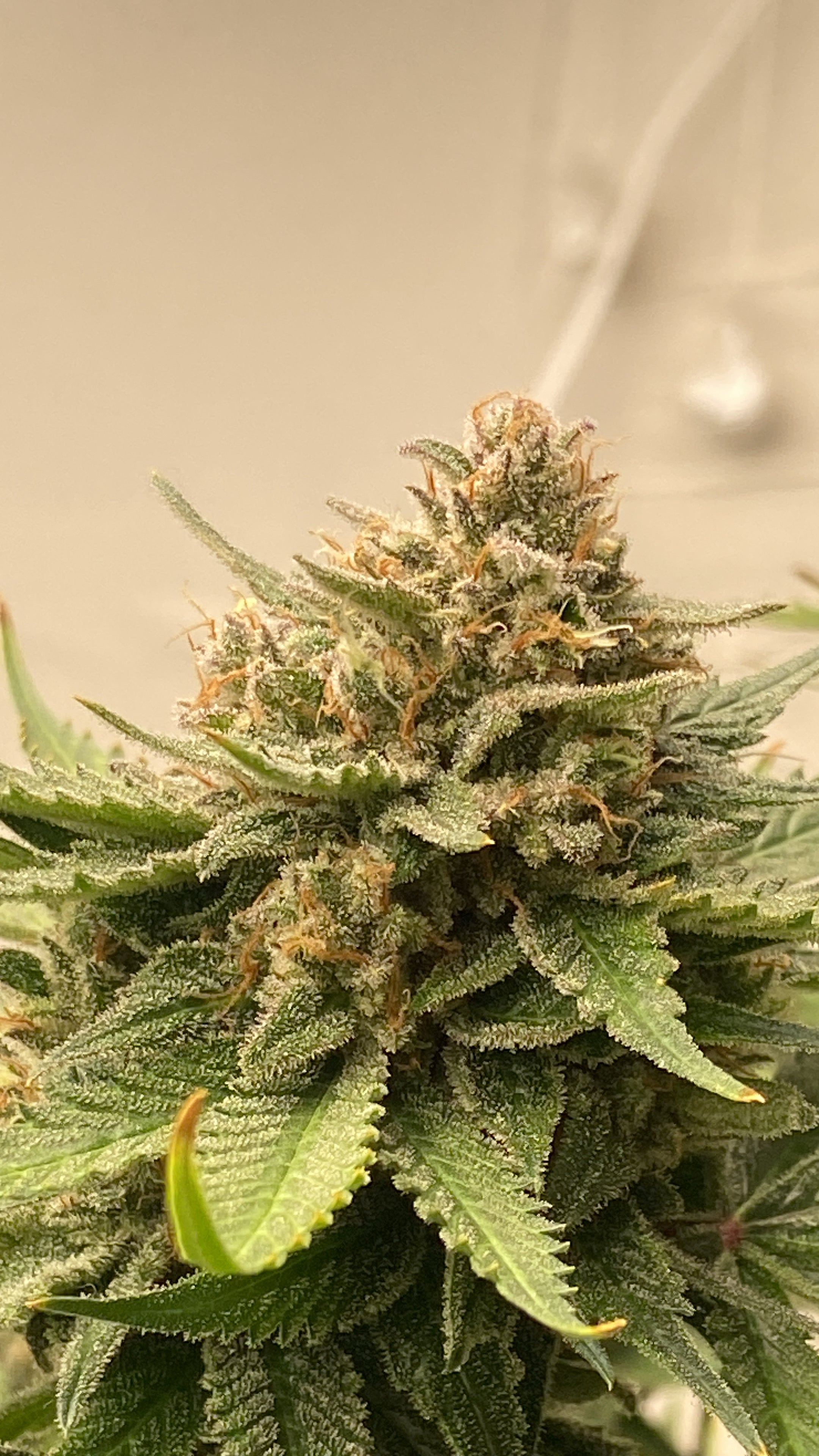 Ultra Pink Hemp Flower