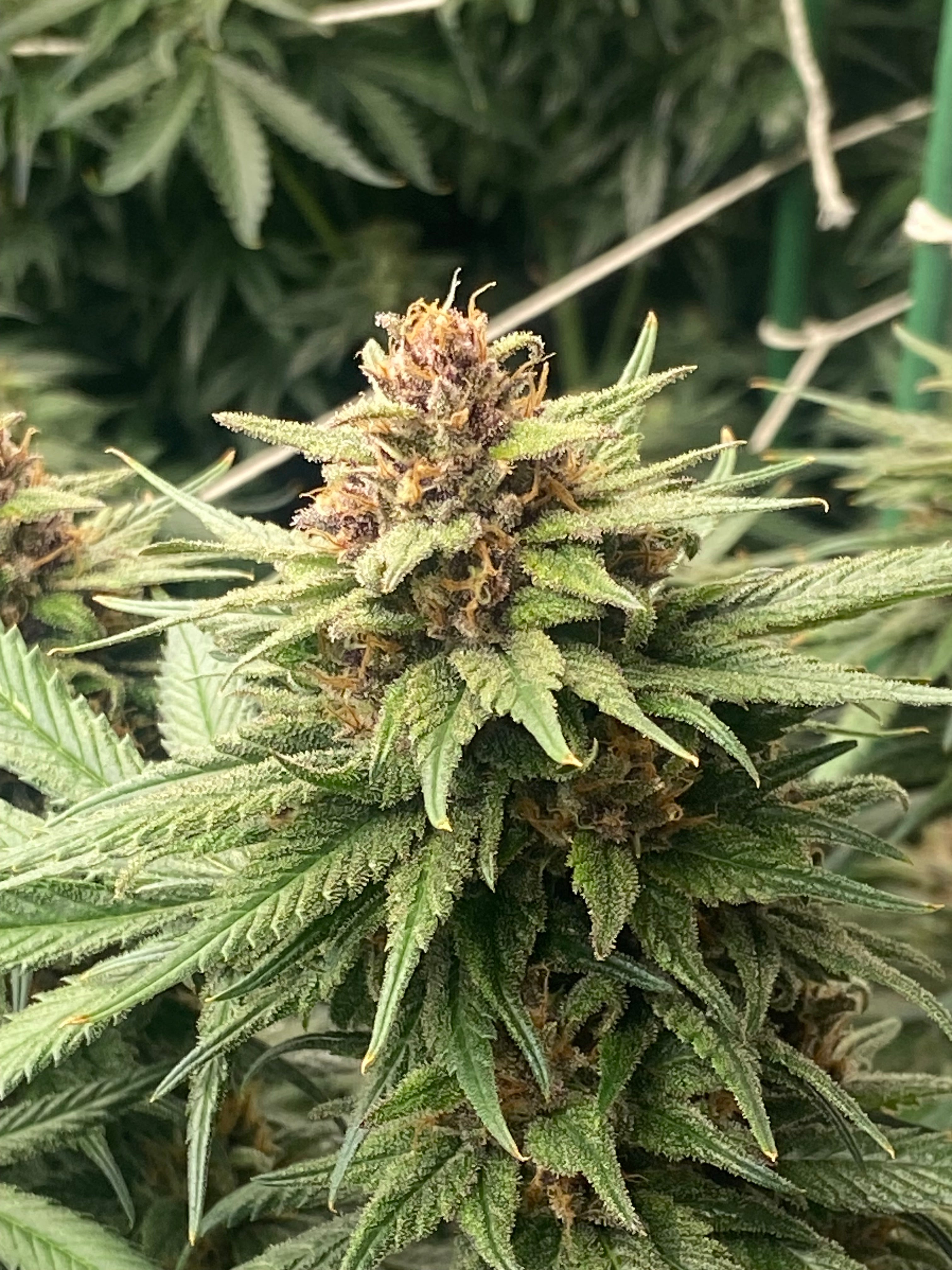 Ultra Pink Hemp Flower