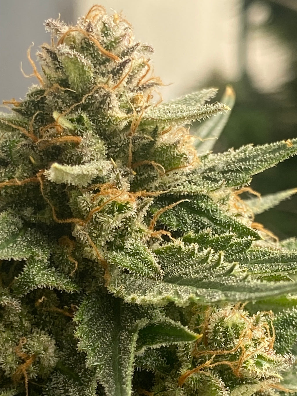 Ultra Pink Hemp Flower